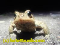 /home//u458753944/public_html/sourcegallery/////////////////////////////////////Roxborough Toad Detour/2026/2026-03-22/P3221573.JPG